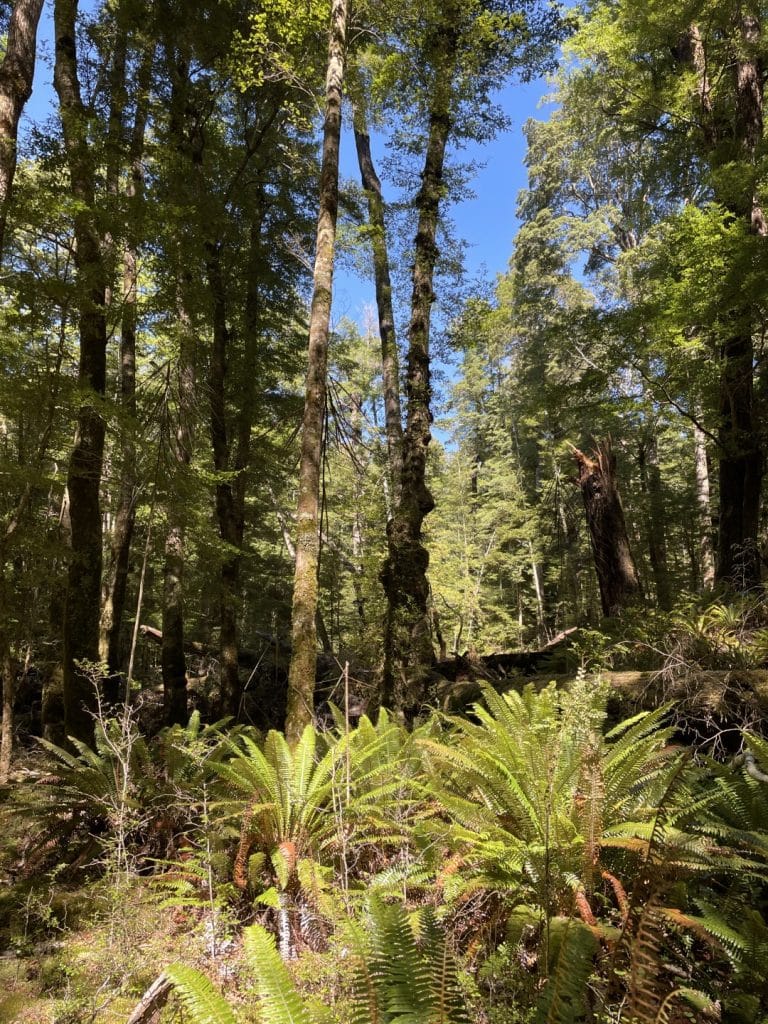 Fiordland bush