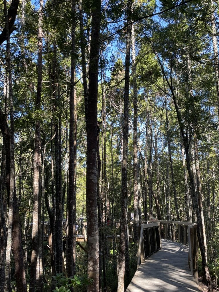 Kauri forest